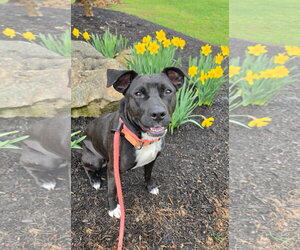 Mutt Dogs for adoption in Rockaway, NJ, USA