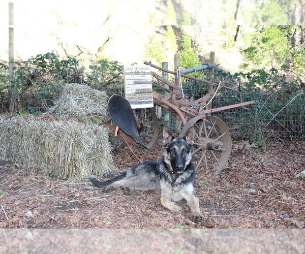 Medium Photo #17 German Shepherd Dog Puppy For Sale in OAKLAND, OR, USA