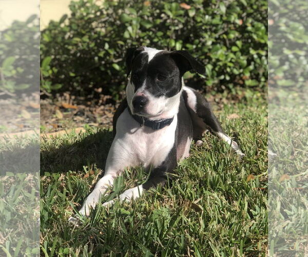 Medium Photo #1 Jack Russell Terrier-Unknown Mix Puppy For Sale in Royal Palm Beach, FL, USA