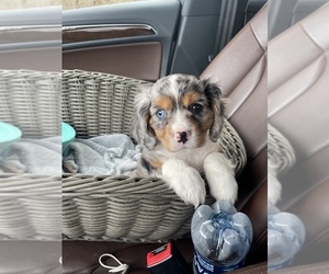 Cavalier King Charles Spaniel-Miniature Australian Shepherd Mix Puppy for sale in SCIO, OR, USA