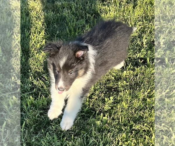 Medium Photo #15 Shetland Sheepdog Puppy For Sale in FORT MORGAN, CO, USA