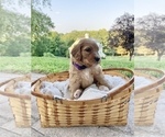 Small Photo #5 Labradoodle Puppy For Sale in HAMDEN, CT, USA