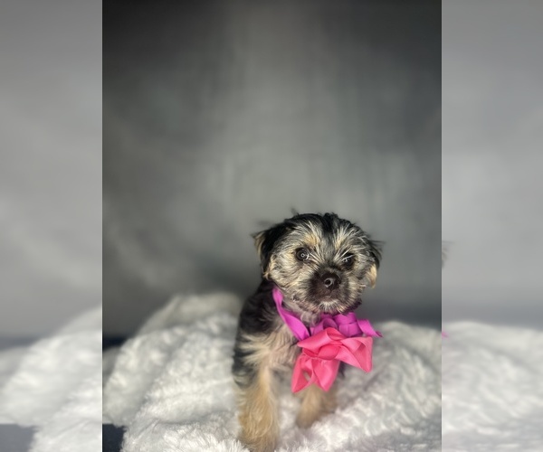 Medium Photo #29 Morkie Puppy For Sale in CONCORD, CA, USA