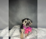 Small #18 Morkie