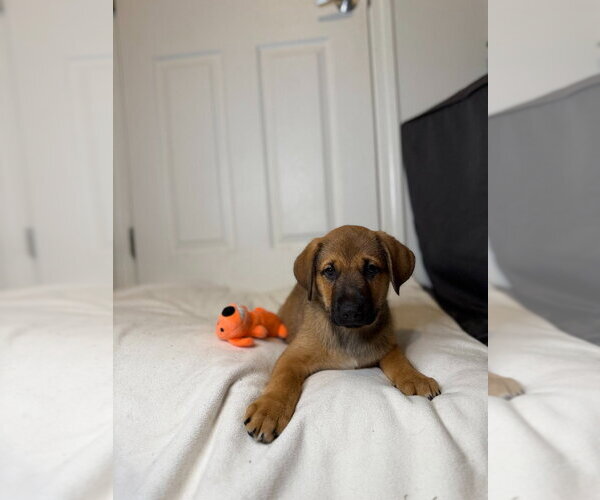 Medium Photo #2 German Shepherd Dog Puppy For Sale in Minneapolis, MN, USA