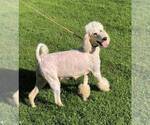 Small Photo #1 Goldendoodle (Miniature) Puppy For Sale in MIDDLETOWN, OH, USA