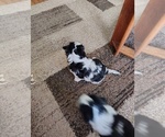 Small #2 Snorkie