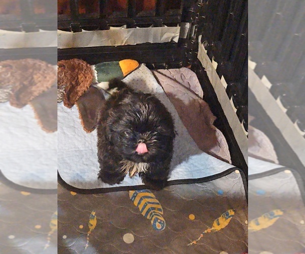 Medium Photo #13 Shih Tzu Puppy For Sale in WOODSFIELD, OH, USA