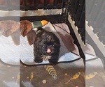 Small #2 Shih Tzu