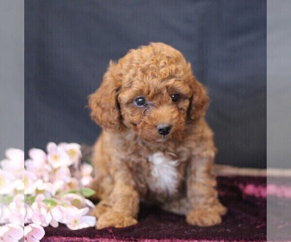 Medium Photo #3 Cavapoo (Miniature) Puppy For Sale in MILLERSTOWN, PA, USA