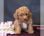 Small #2 Cavapoo (Miniature)