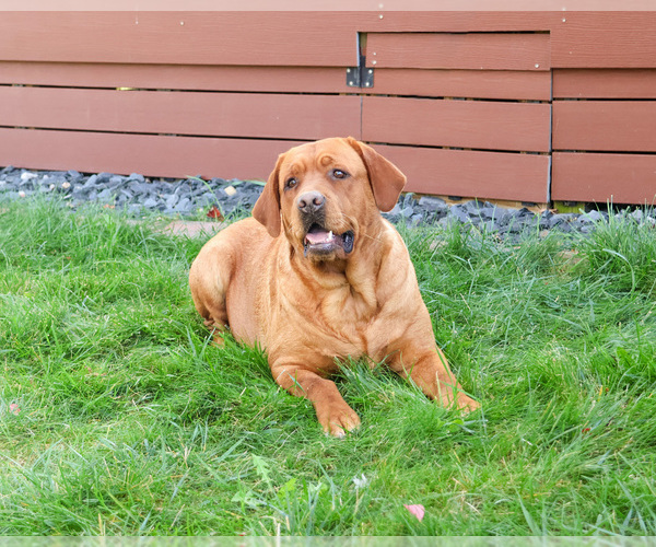 Medium Photo #1 Labrador Retriever Puppy For Sale in SYRACUSE, IN, USA