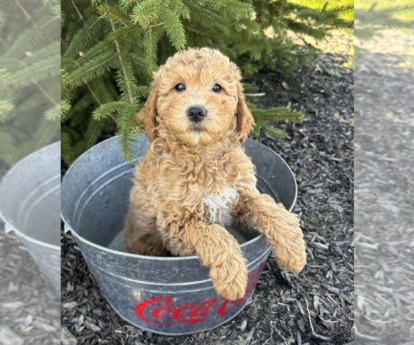 Medium Photo #4 Goldendoodle (Miniature) Puppy For Sale in MIDDLEBURY, IN, USA