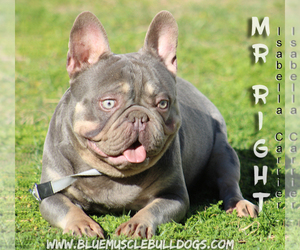 Father of the French Bulldog puppies born on 04/25/2022