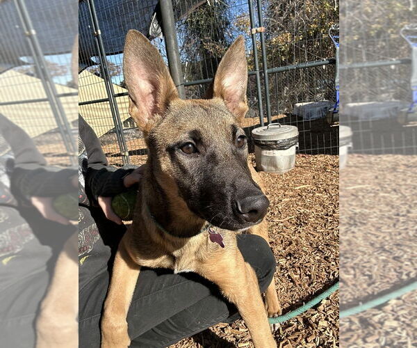 Medium Photo #3 Mutt Puppy For Sale in Imlay City, MI, USA