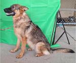 Small #2 German Shepherd Dog Mix