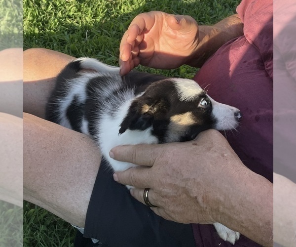 Medium Photo #13 Border Collie Puppy For Sale in BRISTOW, OK, USA