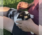 Small Photo #13 Border Collie Puppy For Sale in BRISTOW, OK, USA