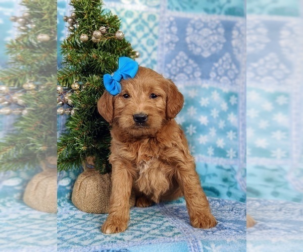 Medium Photo #5 Labradoodle Puppy For Sale in QUARRYVILLE, PA, USA