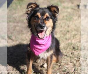Australian Shepherd-Unknown Mix Dogs for adoption in San Antonio, TX, USA