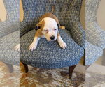 Small #5 American Staffordshire Terrier-Catahoula Leopard Dog Mix