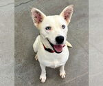 Small #3 Feist Terrier-white german shepherd Mix