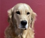 Small Photo #17 Golden Retriever Puppy For Sale in DULUTH, MN, USA