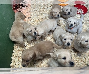 Golden Retriever Puppy for Sale in CENTERTOWN, Missouri USA