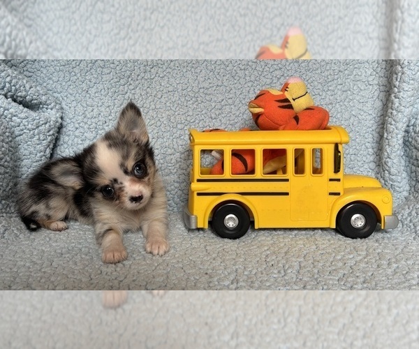 Medium Photo #4 Chihuahua Puppy For Sale in NEWVILLE, PA, USA