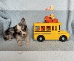 Small #3 Chihuahua