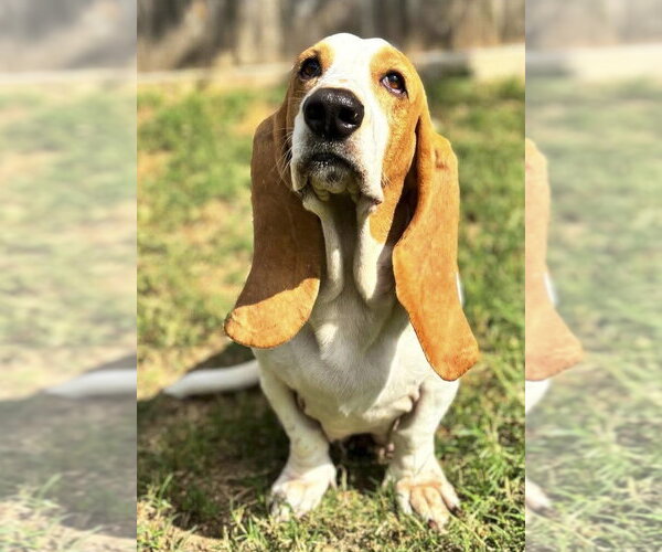 Medium Photo #5 Basset Hound Puppy For Sale in Deepwater, NJ, USA