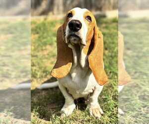 JAZZY - ADOPTION PENDING! - Female Basset Hound Dog for Adoption - Photo #5