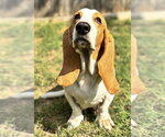 Small Photo #5 Basset Hound Puppy For Sale in Deepwater, NJ, USA