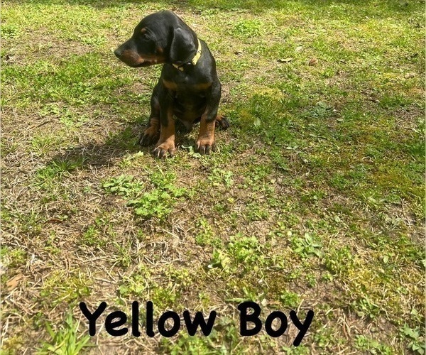 Medium Photo #9 Doberman Pinscher Puppy For Sale in NEW KENT, VA, USA