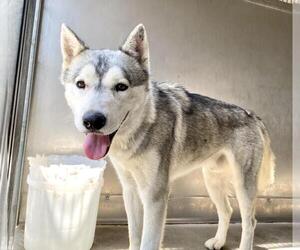 Siberian Husky Dogs for adoption in San Bernardino, CA, USA