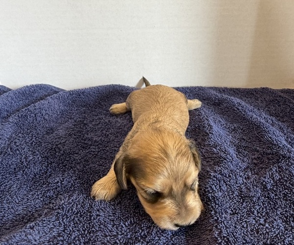 Medium Photo #3 Dachshund Puppy For Sale in WILEY, CO, USA