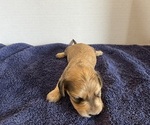Small #2 Dachshund
