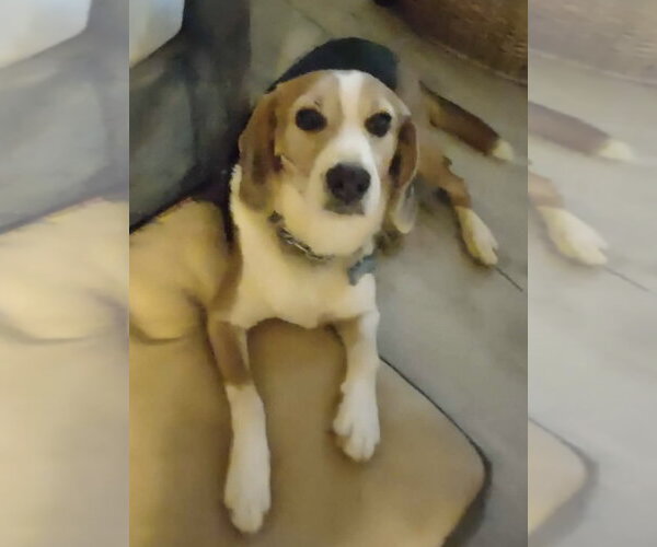 Medium Photo #12 Beagle-Unknown Mix Puppy For Sale in Rustburg, VA, USA