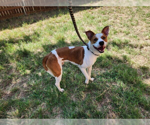 Medium Photo #1 Basenji-Unknown Mix Puppy For Sale in Plano, TX, USA