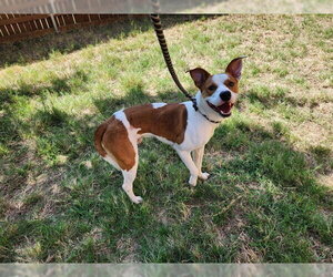 Basenji-Unknown Mix Dogs for adoption in Plano, TX, USA
