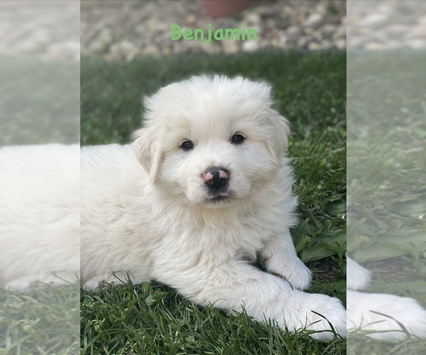 Medium Photo #3 Great Pyrenees Puppy For Sale in MERCERSBURG, PA, USA