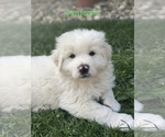 Puppy 2 Great Pyrenees