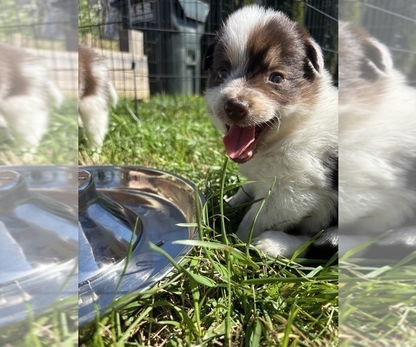 Medium Photo #27 Border Collie Puppy For Sale in MARYVILLE, TN, USA