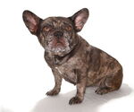 Small #2 French Bulldog Mix