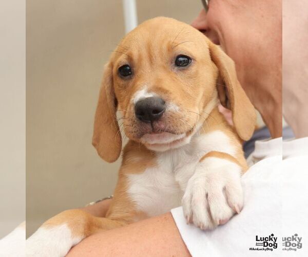 Medium Photo #3 Retriever -Unknown Mix Puppy For Sale in Washington, DC, USA