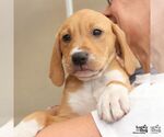 Small #2 Retriever  Mix