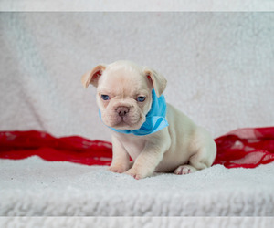 French Bulldog Puppy for sale in SPRINGFIELD, MO, USA
