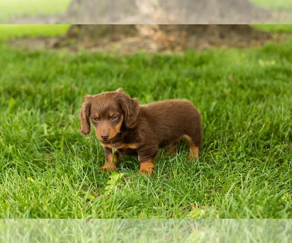 Medium Photo #7 Dachshund Puppy For Sale in BREMEN, IN, USA