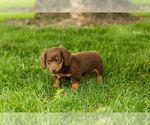 Small #6 Dachshund
