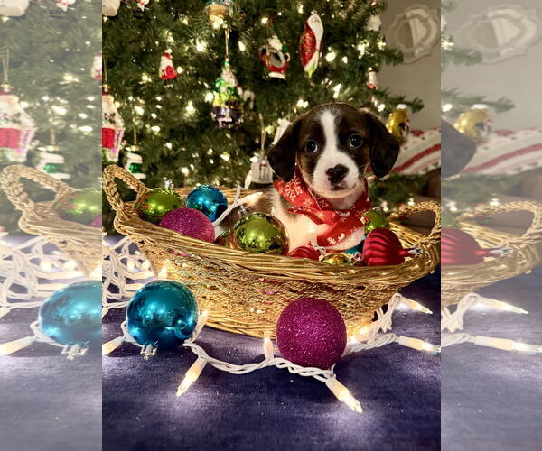 Medium Photo #1 Chihuahua-Unknown Mix Puppy For Sale in Plainfield, IL, USA